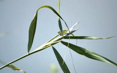 Crabgrass Pre-Emergent Best Practices