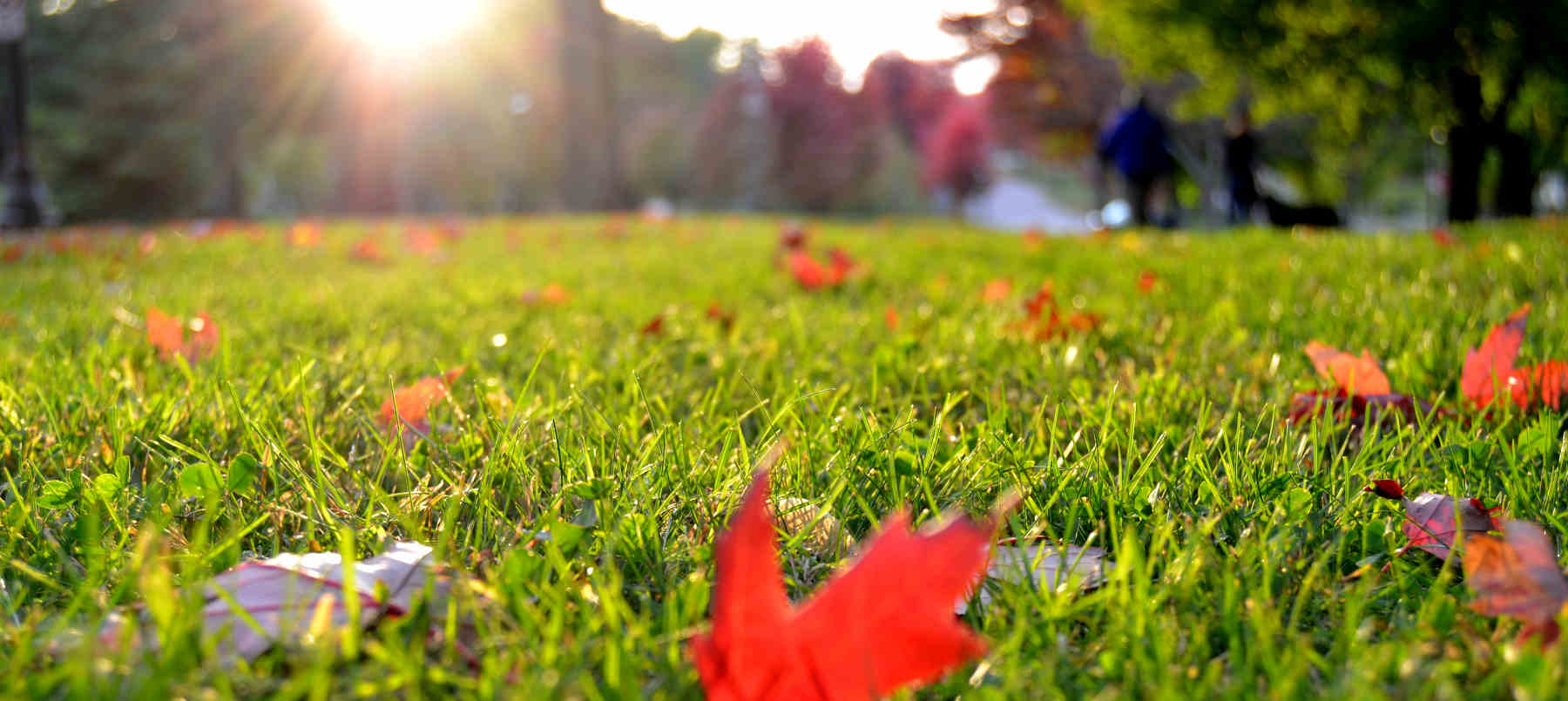 Lawncare Advice Archives - Get Green Lawncare