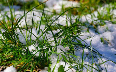 Snow Mold Disease – Identify & Prevent