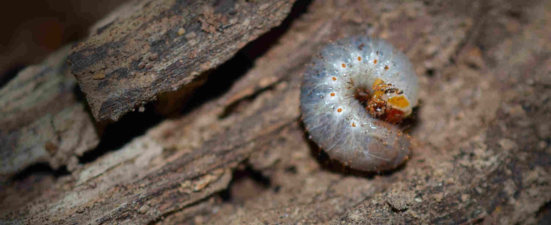 The Importance of Grub Worm Prevention - Get Green Lawncare