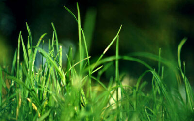 Keep Your Lawn Green in the Summer Months